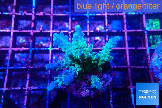 Acropora green blue Fijii 3-5 cm WYSIWYG acclimaté