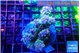 Acropora purple pink 7-10 cm WYSIWYG acclimaté