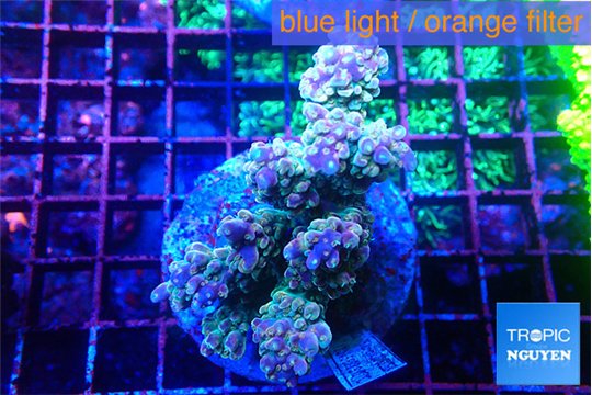 Acropora purple pink 7-10 cm WYSIWYG acclimaté