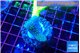 Sarcophython full neon green polyps Australia 2-3 cm WYSIWYG acclimaté