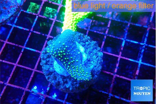 Sarcophython full neon green polyps Australia 2-3 cm WYSIWYG acclimaté
