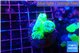 Duncanopsammia green 4 polyps WYSIWYG acclimaté