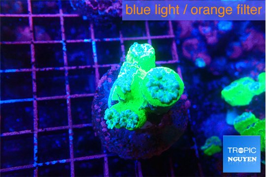 Duncanopsammia green 4 polyps WYSIWYG acclimaté