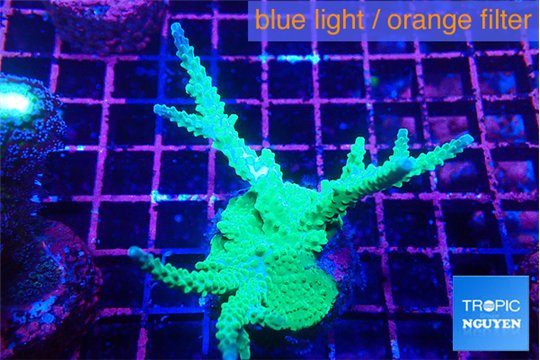 Acropora green purple 5-7 cm WYSIWYG acclimaté