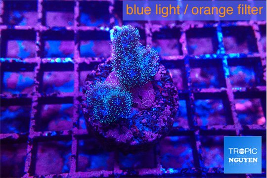 Pocillopora damicornis green & pink tip 1-2 cm WYSIWYG acclimaté