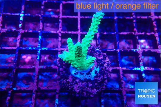 Acropora green purple 2-3 cm WYSIWYG acclimaté