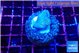Sarcophython full neon green polyps Australia 2-3 cm WYSIWYG acclimaté