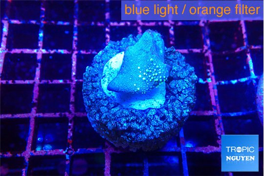 Sarcophython full neon green polyps Australia 2-3 cm WYSIWYG acclimaté