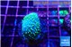Sarcophython full neon green polyps Australia 2-3 cm WYSIWYG acclimaté