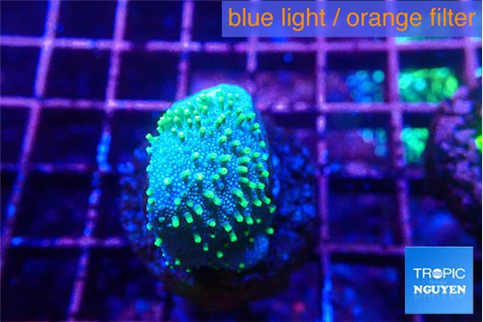 Sarcophython full neon green polyps Australia 2-3 cm WYSIWYG acclimaté