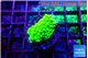 Acropora neon green 1-2 cm WYSIWYG acclimaté