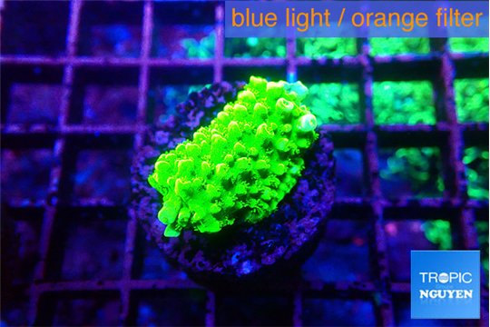 Acropora neon green 1-2 cm WYSIWYG acclimaté