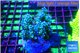 Acropora nana tricolore 7-10 cm WYSIWYG acclimaté