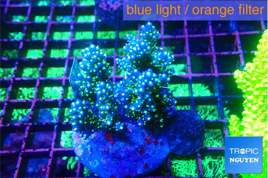Acropora nana tricolore 7-10 cm WYSIWYG acclimaté