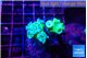 Duncanopsammia green 6-8 polyps WYSIWYG acclimaté