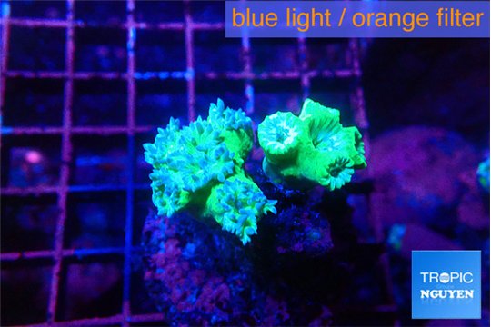 Duncanopsammia green 6-8 polyps WYSIWYG acclimaté