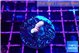 Acropora pink 1-2 cm WYSIWYG acclimaté