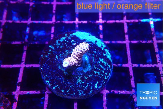 Acropora pink 1-2 cm WYSIWYG acclimaté