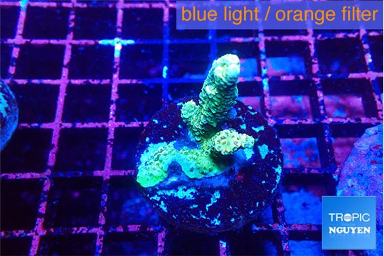Acropora green 2 cm WYSIWYG acclimaté
