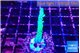 Acropora green purple 2-4 cm WYSIWYG acclimaté