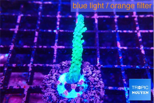Acropora green purple 2-4 cm WYSIWYG acclimaté