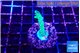 Acropora green purple 2-3 cm WYSIWYG acclimaté