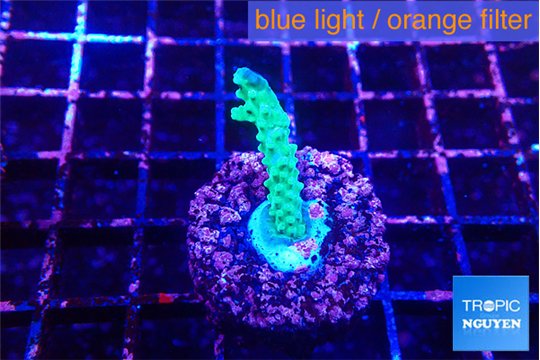 Acropora green purple 2-3 cm WYSIWYG acclimaté