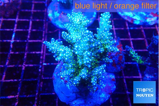Acropora nana tricolore 7-10 cm WYSIWYG acclimaté