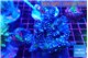 Acropora purple 7-10 cm WYSIWYG acclimaté