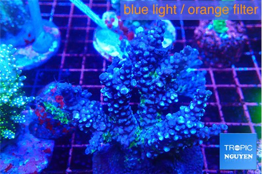 Acropora purple 7-10 cm WYSIWYG acclimaté