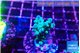 Acropora green purple 2-3 cm WYSIWYG acclimaté
