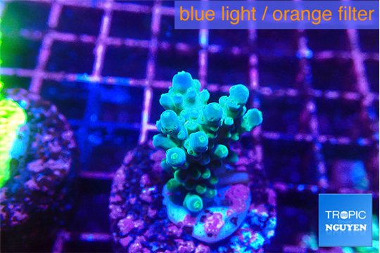 Acropora green purple 2-3 cm WYSIWYG acclimaté