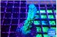 Acropora green purple 3-4 cm WYSIWYG acclimaté