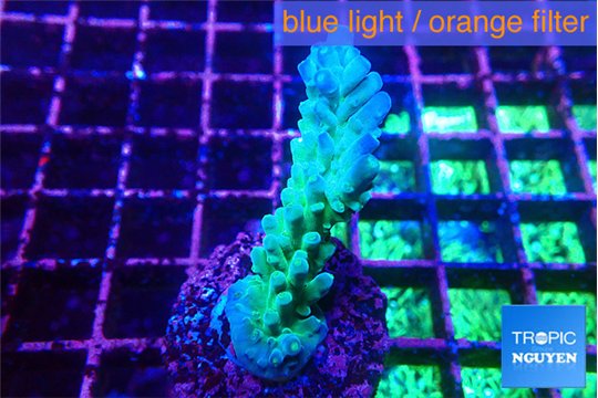 Acropora green purple 3-4 cm WYSIWYG acclimaté