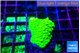Acropora neon green 1-2 cm WYSIWYG acclimaté