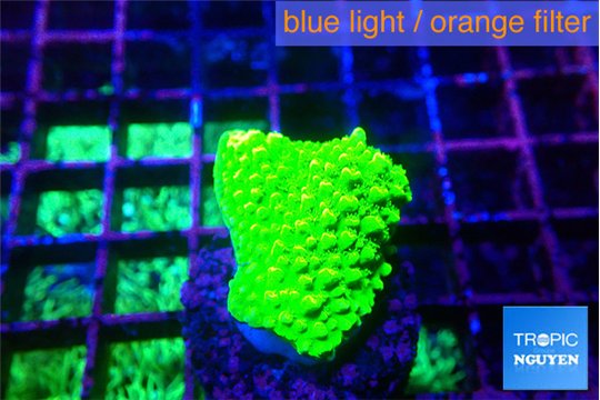 Acropora neon green 1-2 cm WYSIWYG acclimaté