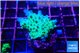Acropora green purple 2-3 cm WYSIWYG acclimaté