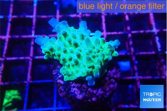 Acropora green purple 2-3 cm WYSIWYG acclimaté