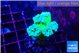 Duncanopsammia green 3-4 polyps WYSIWYG acclimaté