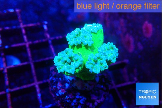Duncanopsammia green 3-4 polyps WYSIWYG acclimaté