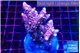 Acropora pink 7-10 cm WYSIWYG acclimaté