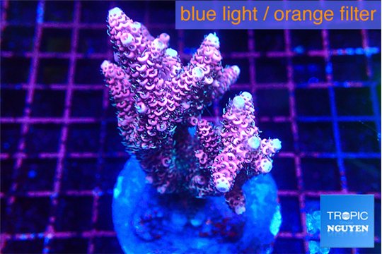 Acropora pink 7-10 cm WYSIWYG acclimaté