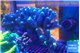 Stylophora milka 9-14 cm WYSIWYG acclimaté