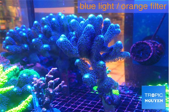 Stylophora milka 9-14 cm WYSIWYG acclimaté