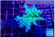 Acropora green blue Fijii 3-5 cm WYSIWYG acclimaté
