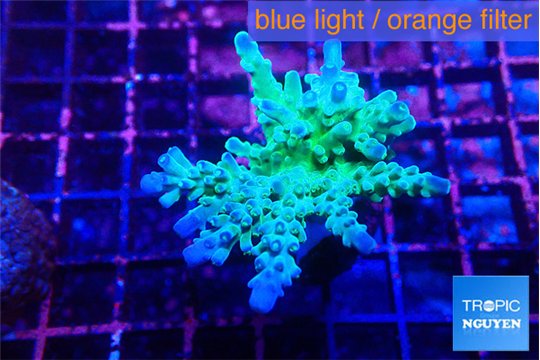 Acropora green blue Fijii 3-5 cm WYSIWYG acclimaté