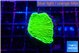 Montipora green 1-3 cm WYSIWYG acclimaté