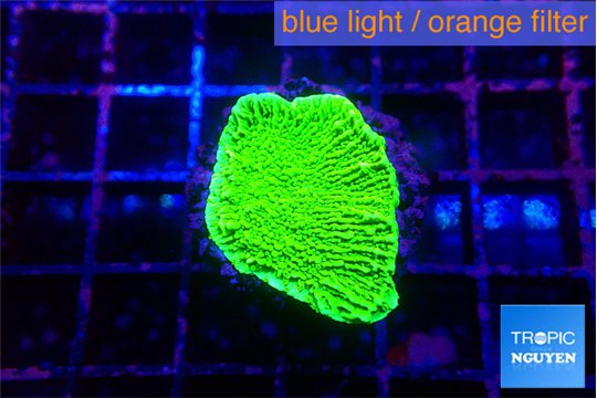 Montipora green 1-3 cm WYSIWYG acclimaté