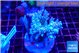 Acropora purple 7-10 cm WYSIWYG acclimaté