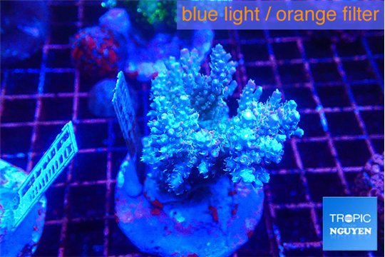 Acropora purple 7-10 cm WYSIWYG acclimaté